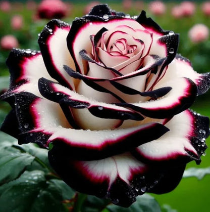 Nasiona róży wielogłowych